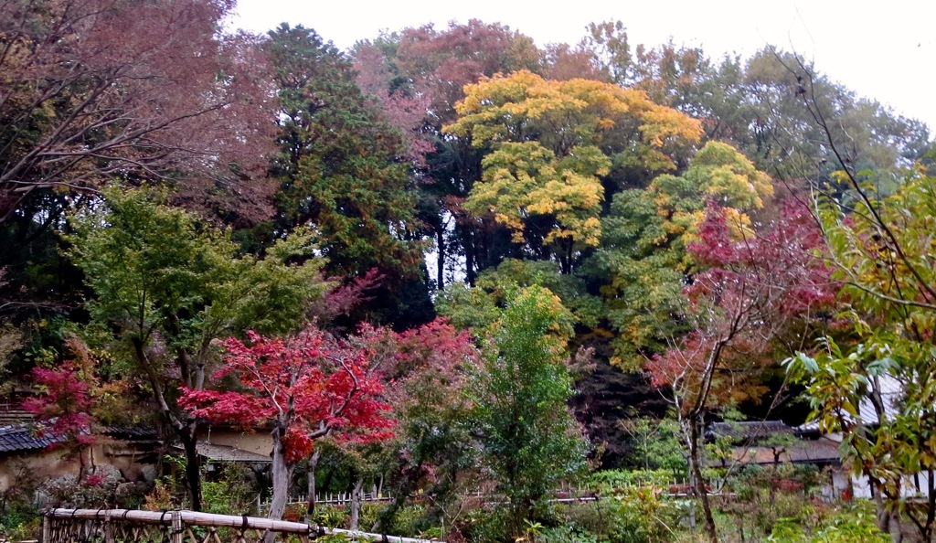 晩秋の色2　梁田寺（町田市）