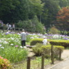 花菖蒲園にて11