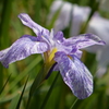 花菖蒲園にて８
