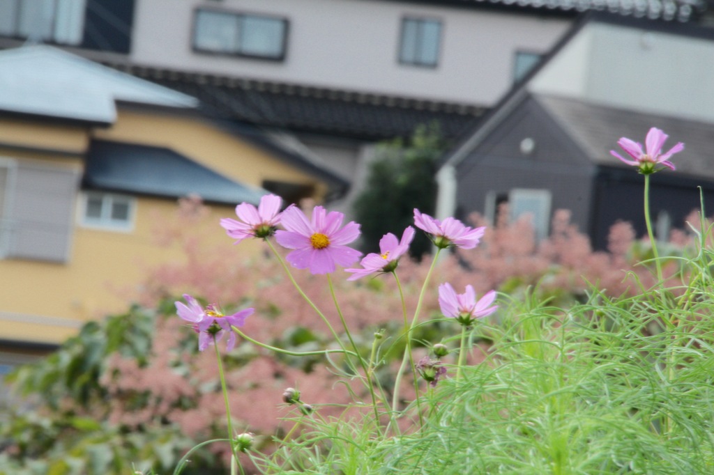 ちょっと早すぎたね