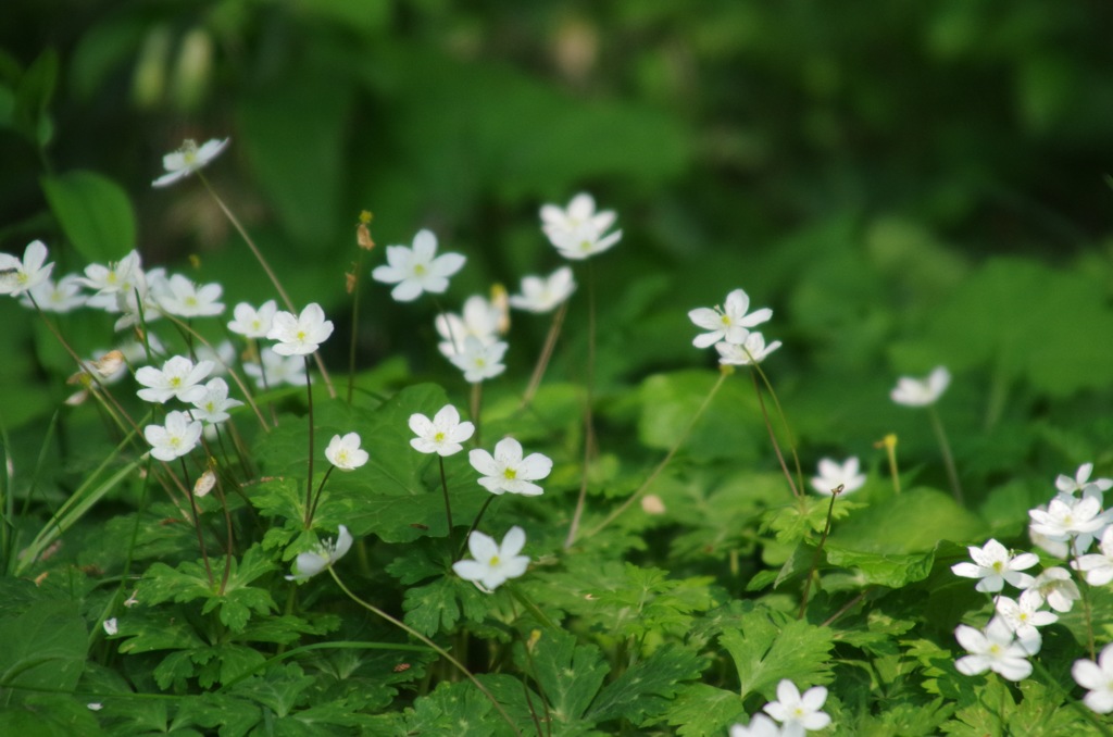 木陰に咲く可憐な花