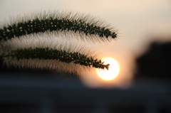 夏の夕暮れ