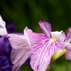 花菖蒲園にて７