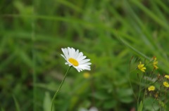 野に咲くから美しい