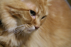愛猫