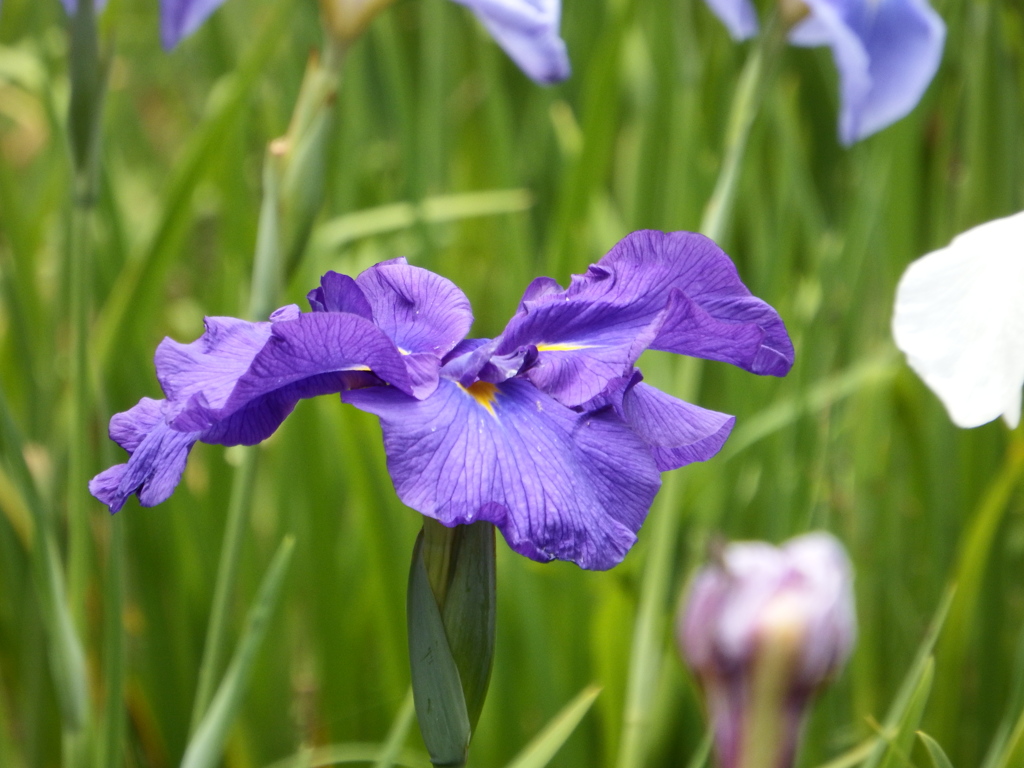 花菖蒲園にて2