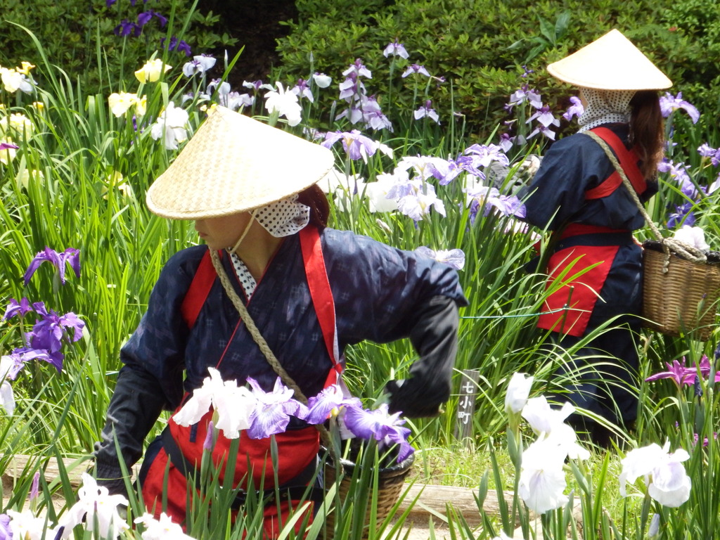 花菖蒲園にて６