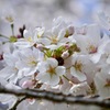 桜の日3