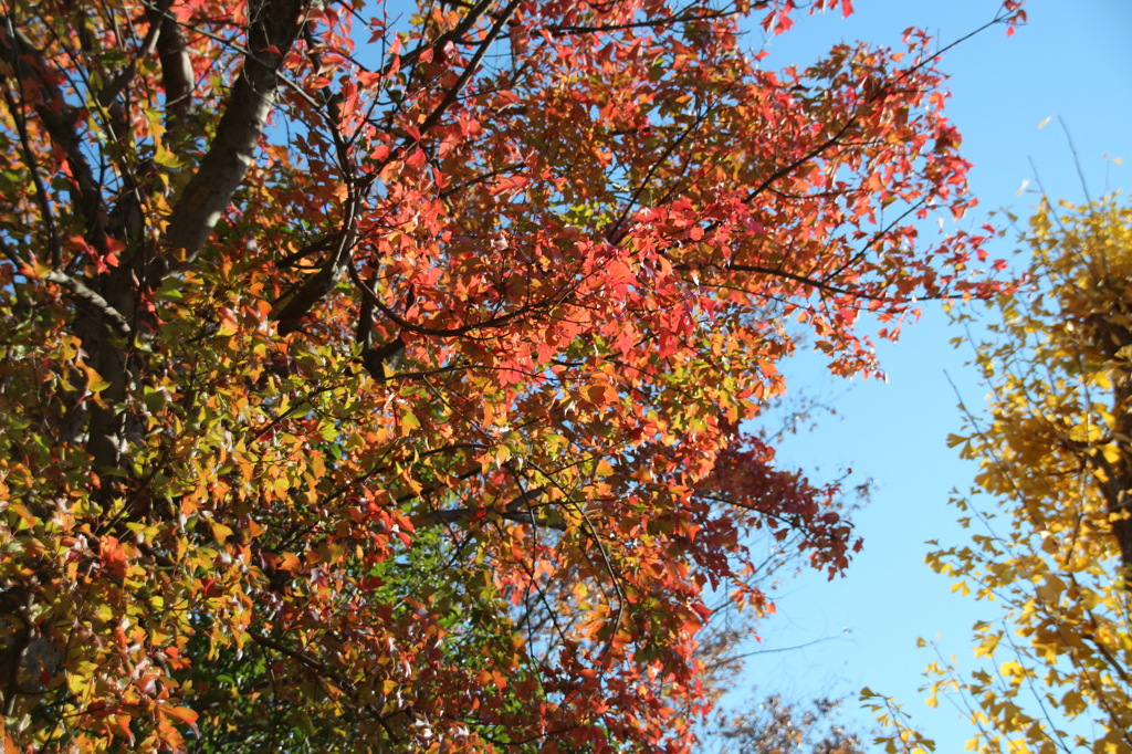 みかん色の秋2