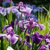 花菖蒲園にて１