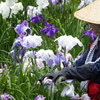 花菖蒲園にて４
