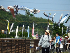 5月の空にそよぐ鯉のぼり4
