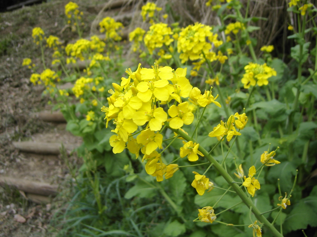 コンデジで撮った菜の花