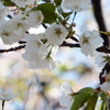 梅