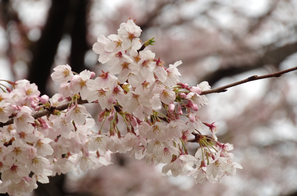 雨上がりの桜2