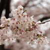 雨上がりの桜2