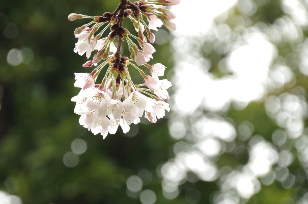 雨上がりの桜1