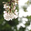 雨上がりの桜1