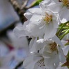 桜の日7