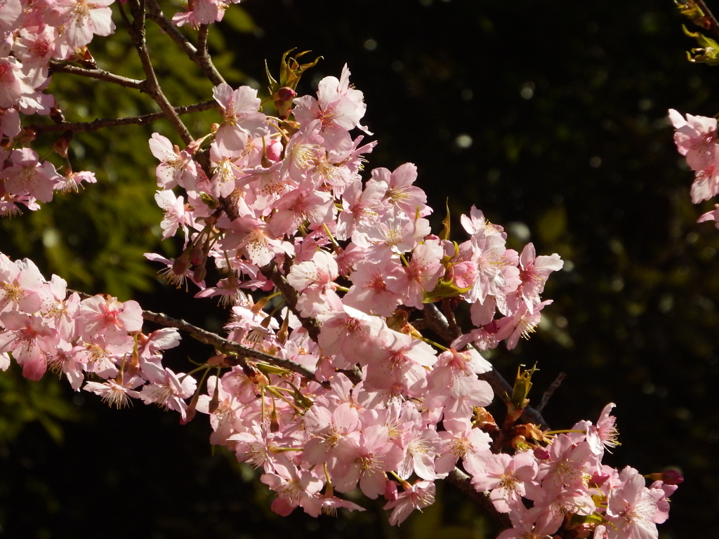 自己主張の強い川津桜