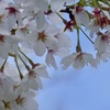 桜の日2