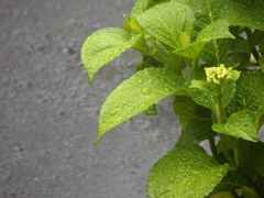 雨露に歌うⅡ