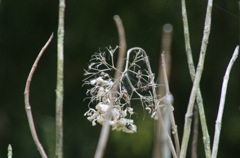 もうすぐ、新芽がでるんですけど〜ぉ