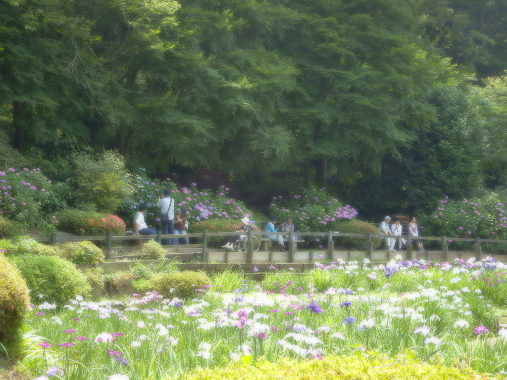 薬師公園　花菖蒲とあじさいと人