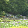 薬師公園　花菖蒲とあじさいと人