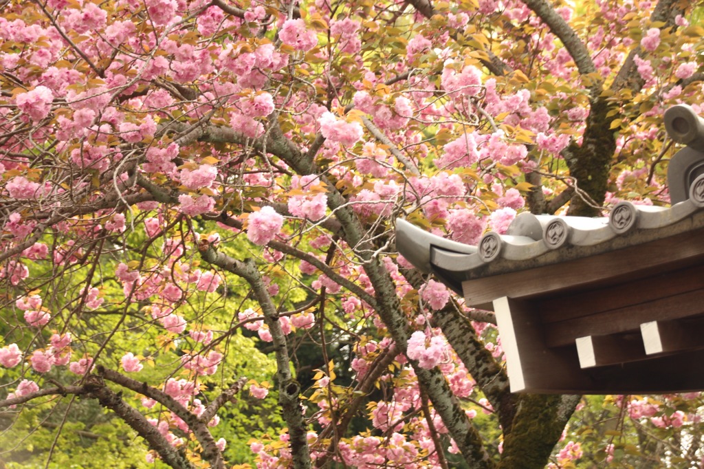 八重の桜どっかで聴いたタイトル