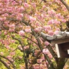 八重の桜どっかで聴いたタイトル