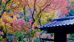 晩秋の色　梁田寺（町田市）