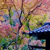 晩秋の色　梁田寺（町田市）