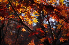 近場の紅葉　ただし去年