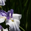 花菖蒲園にて５