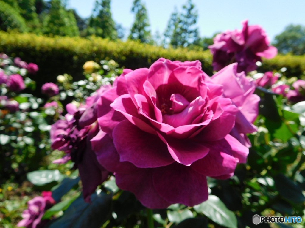 紫の薔薇