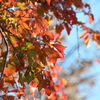 みかん色の秋3