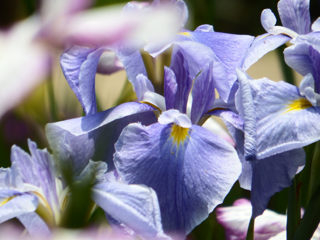 花菖蒲園にて３