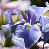 花菖蒲園にて３