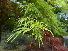若葉その２