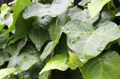 雨上がり4