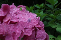 やっぱり雨が似合いますな^^