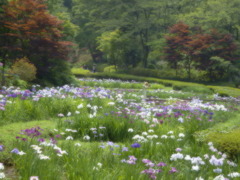 花菖蒲園にて12