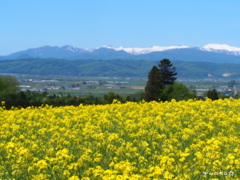 北海道　滝川　菜の花畑