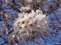 sakura