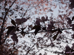 sakura