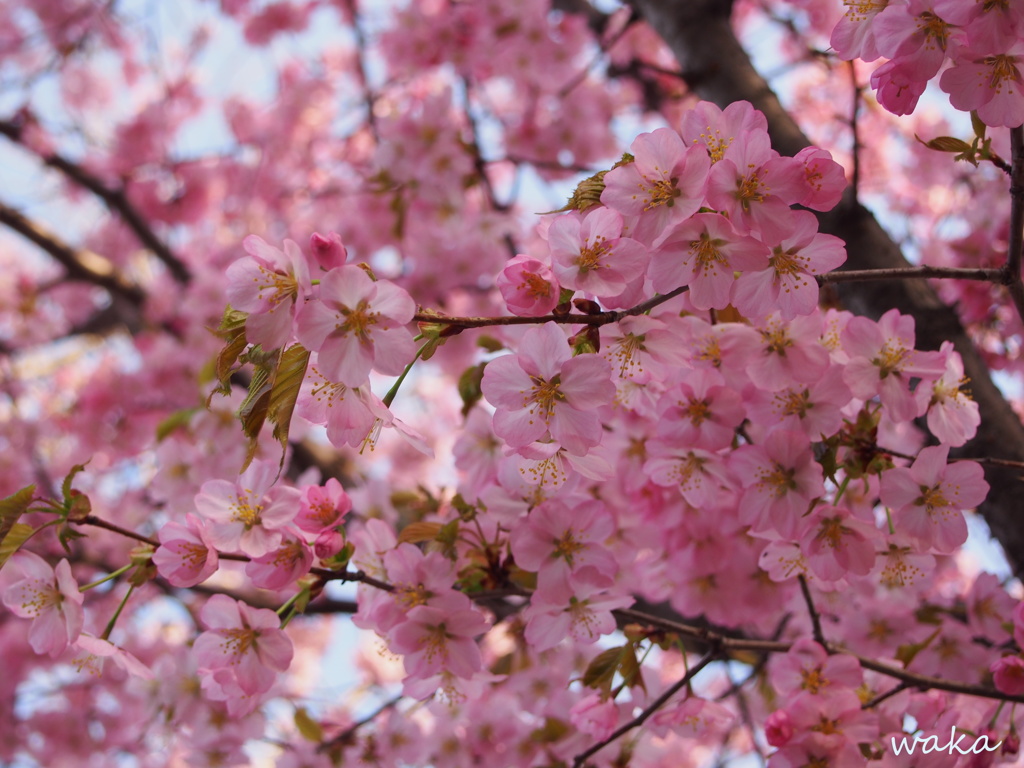 sakura