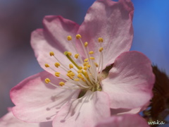 sakura