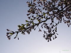 sakura
