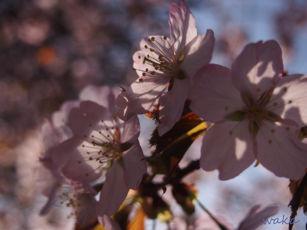 sakura